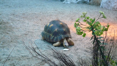 Die Strahlenschildkröte nimmt den ganzen Trubel im Zoo recht gelassen. Mit einer Lebenserwartung von weit über 120 Jahren hat man ja auch Zeit... | Bild: BR/Sandra Veits