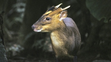 Taiwan versammelt unterschiedlichste Klimazonen und Lebensräume auf engstem Raum. In den schwer zugänglichen Bergregionen im Zentrum der Insel konnte sich eine enorm vielfältige Tierwelt erhalten. - Muntjakhirsch. | Bild: BR/WDR/ORF/ScienceVision/Nick Upton