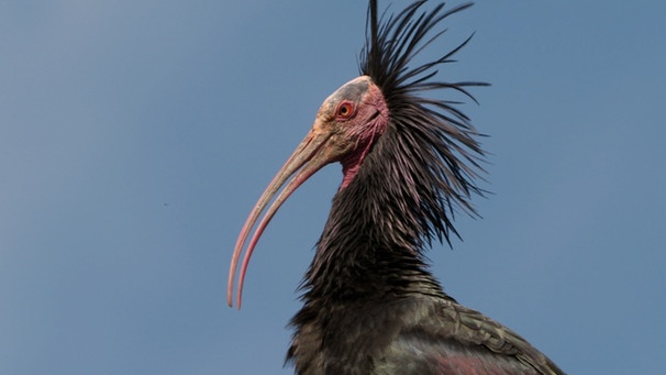 Der Waldrapp wird auch Schopfibis genannt. | Bild: BR/Längengrad Filmproduktion GmbH/WDR/Erik Sick