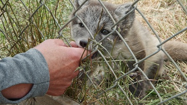 Ein Fuchs im Polarfuchszentrum. | Bild: BR/Tobias Mennle film production