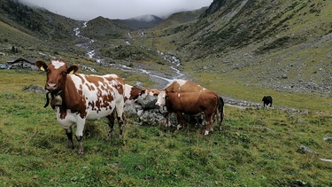 Seit Jahrhunderten schon bringen Bauern aus dem Südtiroler Ahrntal ihre Rinder ins salzburgische Pinzgau, wo sie seit jeher Weide- und Besitzrechte haben. Diese Tiere finden saftiges Gras auf der 1.800 Meter hoch gelegenen Innerkeesalm. | Bild: BR/Brigitte Kornberger