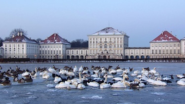 Wasservögel vor Schloss Nymphenburg. | Bild: BR/Wild on Screen Filmproduktion