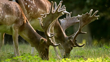 Oberhalb der Kreidefelsen von Rügen bieten die dichten Buchenwälder des Nationalparks Jasmund Damhirschen eine Heimat. | Bild: BR/Naturfilm 2006/NDR/NDR/Naturfilm 2006