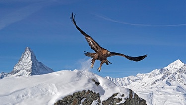 Steinadler vor Matterhorn. | Bild: NDR/TERRA MATER FACTUAL STUDIOS/Wild Nature Film/Toni Nemeth