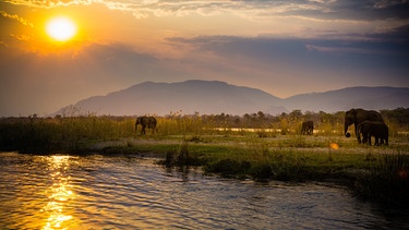 Der Untere-Sambesi-Nationalpark liegt in Sambia. An seinen Ufern: Afrikanische Elefanten. | Bild: BBC Studios/BR/Shutterstock.com/Radek Borovka