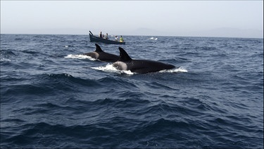 Marokkanische Kleinfischer und Orcas liefern sich jeden Sommer einen dramatischen Showdown um die Thunfische. | Bild: BR/Rübefilm/Manolo Castro Rodriguez