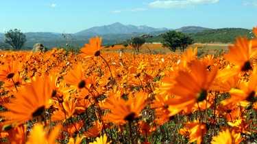 Während der Blütezeit in Namaqualand erstrahlen manche Flächen in einer einzigen Farbe. | Bild: NDR/Doclights GmbH/Heike Grebe