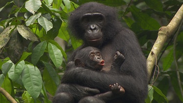 Bonobo-Weibchen Peche hält Baby Pistache in seinen Armen. | Bild: BR/Markus Schmidbauer