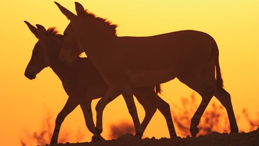 Das Schicksal des Afrikanischen Wildesels, dem wir alle unsere verschiedenen Hauseselrassen zu verdanken haben, ist ungewiss: Er gehört heute zu den am stärksten von der Ausrottung bedrohten Großsäugern der Erde. Nur noch in Äthiopien, Eritrea, Somalia und im Sudan leben weit verstreut einige winzige Restbestände des Somali-Wildesels. Die beiden anderen Unterarten des Afrikanischen Wildesels, der Nubische Wildesel und der Atlas-Wildesel, gelten sogar bereits als ausgestorben. Im Bild: eine Somali-Wildeselstute mit ihrem Fohlen. | Bild: BR/nautilusfilm GmbH