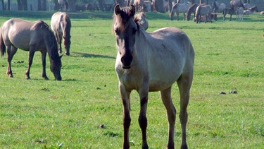 Ein fahles Grau ist die häufigste Fellzeichnung der Dülmener Wildpferde, in deren Adern sich Wildpferdblut mit dem verwilderter Hauspferde mischt. Manchmal sind jedoch auch Braune oder Falben in der Herde. | Bild: BR/Light&Shadow GmbH/WDR