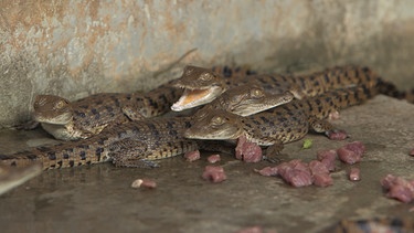 Geschätzte 1.500 Orinoco-Krokodile leben heute noch in Freiheit. Auf der Privatranch Hato Masaguaral werden die Tiere nachgezüchtet. | Bild: BR/Medienkontor/Roland Wagner