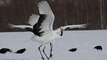 Balztanz der Mandschurenkraniche auf Hokkaido. | Bild: BR/Jens-Uwe Heins