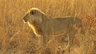 Jahrtausende lang haben die San, die Buschmänner Namibias, als Jäger und Sammler gelebt. Als in Doupost, einem kleinen Dorf im Nordosten Namibias, wieder einmal Löwen das Dorf bedrohen, machen sich die Ältesten auf eine Reise in ihre Vergangenheit ... | Bild: BR