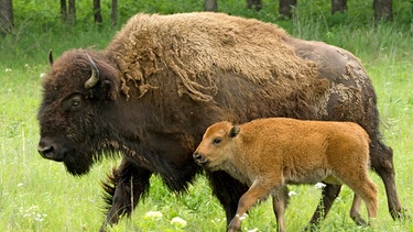 Bison mit Kalb. Bisonkälbchen spielt gerne, bei ihnen ist immer etwas los. | Bild: BR/Ernst Arendt/Hans Schweiger