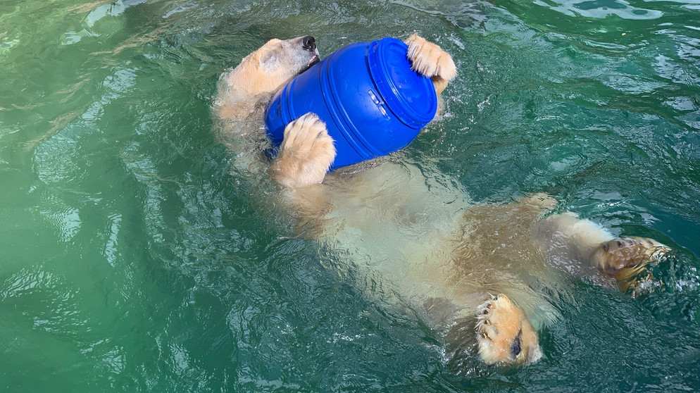 Ein Eisbär spielt mit einer Tonne. | Bild: BR