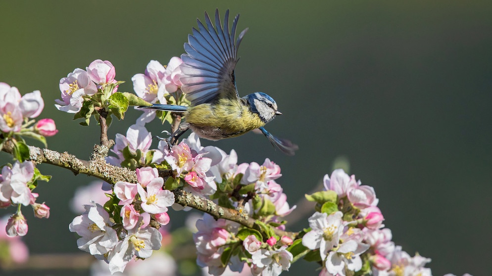 Schnittgut GartenMagazin BR Fernsehen Fernsehen BR.de