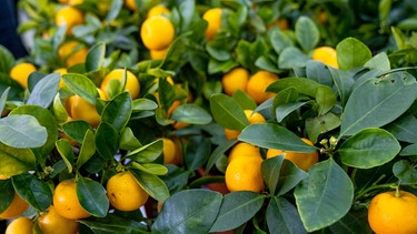 Obstbonsai mit Zitrusfrüchten | Bild: Picture alliance/dpa