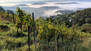  Die steirische Toskana. | Bild: ORF/EMB Media