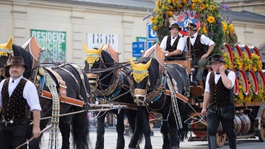 Er gilt als einer der größten und schönsten Umzüge der Welt und ist gleichzeitig ein echt bayerisches Ereignis - mit einer königlichen Geschichte: In Erinnerung an den Festzug zur Silberhochzeit von König Ludwig I. und Therese von Bayern im Jahr 1835 wird in München alle Jahre am ersten Wiesn-Sonntag der Oktoberfest Trachten- und Schützenzug auf die Beine gestellt. Hier zu sehen: das Pschorr-Bräu-Prachtgespann | Bild: BR