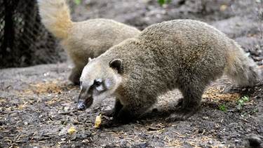 Neugierig erkunden die kleinen Nasenbären im Zoo ihr neues Umfeld, sie haben die letzten vier Wochen zusammen mit ihren Müttern im Innengehege verbracht. | Bild: BR/rbb/Thomas Ernst