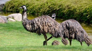 Bei den Emus kümmert sich ausschließlich der Emu-Hahn um die eigene Brut und verteidigt seine drei frisch geschlüpften Küken auch schon mal offensiv gegen Reviertierpfleger Christian Möllern. | Bild: rbb/Thomas Ernst