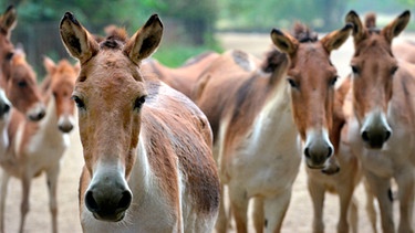 Kiang-Stuten-Herde im Tierpark Berlin. | Bild: BR/rbb/Thomas Ernst