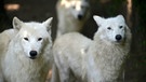 Früh am Morgen herrscht bei den Polarwölfen im Zoo Berlin bereits große Aufregung. Die sechs Jungtiere wurden vom Rudel getrennt. Ihnen steht heute eine Impfung bevor. Mit gekonnt angewendeten Nackengriffen sind die Wolfswelpen für die Tierpfleger gerade noch zu handhaben. Bei der nächsten Impfung in vier Wochen werden sie bereits wehrhafter sein. | Bild: BR/rbb/Thomas Ernst