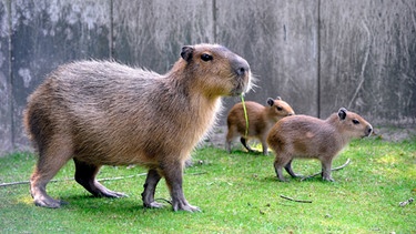 Wasserschwein mit Nachwuchs im Zoo Berlin. | Bild: BR/rbb/Thomas Ernst