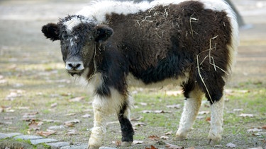 Yak-Jungtier im Zoo Berlin. | Bild: BR/rbb/Thomas Ernst