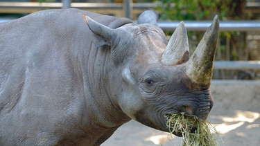 Das Spitzmaulnashorn Maburi im Zoo Berlin. | Bild: BR/rbb/Thomas Ernst