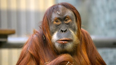 Orang-Utan-Weibchen im Zoo Berlin. | Bild: BR/rbb/Thomas Ernst