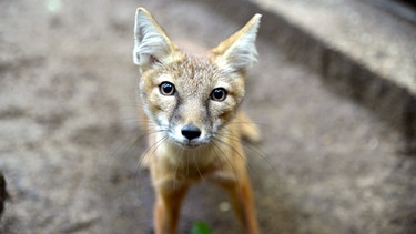 Zoo Berlin: Im Raubtierhaus sollen die Jungtiere der Steppenfüchsen gegen Tollwut geimpft werden. Dafür müssen die Füchse ihnen erst mal ins Netz gehen. - Im Bild: Junger Steppenfuchs. | Bild: BR/rbb/Thomas Ernst