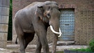 Elefantenbulle im Zoo Berlin.
| Bild: BR/rbb/Thomas Ernst