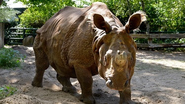 Panzernashorn-Dame Jhansi im Zoo Berlin. | Bild: BR/rbb/Thomas Ernst