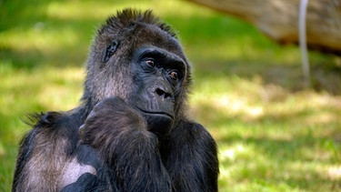 Die Gorilla-Dame Fatou im Zoo Berlin. | Bild: BR/rbb/Thomas Ernst