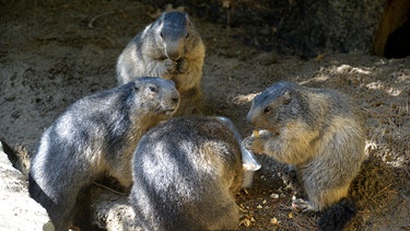 Die Murmeltiere aus dem Zoo Berlin, die sich ordentlich Winterspeck anfressen. | Bild: BR/rbb/Thomas Ernst