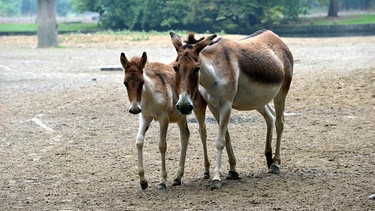 Kiang-Stute Ulla mit Nachwuchs im Tierpark Berlin. | Bild: BR/rbb/Thomas Ernst