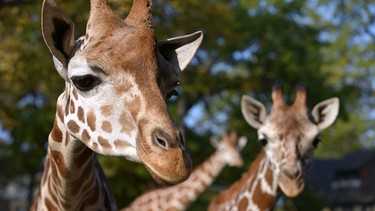 Die Giraffenbullen-Gruppe mit Max, Mugambi und Abasi im Zoo Berlin. | Bild: BR/rbb/Thomas Ernst