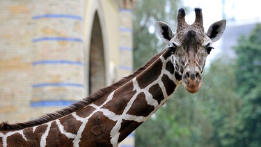 Bei den Giraffen im Zoo Berlin ist endlich der erhoffte Nachwuchs zur Welt gekommen! Rund sechs Monate später als erwartet, hat Giraffenkuh Kibaja endlich ihr drittes Jungtier geboren. | Bild: BR/rbb/Thomas Ernst