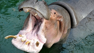 Einer recht unangenehmen Prozedur muss sich heute Flusspferd-Dame Kathi im Zoo-Berlin unterziehen: Für sie steht eine aufwendige Zahn-OP an. Doch bevor Dr. Andreas Ochs ans Werk gehen kann, muss der Koloss noch betäubt werden. Nichts für schwache Gemüter. Selbst Reviertierpfleger Uwe Fritzmann hält sich dabei lieber im Hintergrund auf. | Bild: BR/rbb/Thomas Ernst