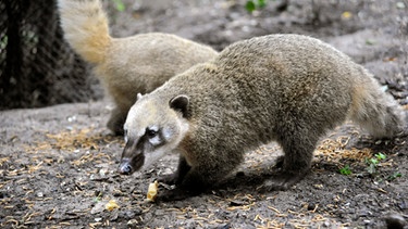 Neugierig erkunden die kleinen Nasenbären im Zoo ihr neues Umfeld, sie haben die letzten vier Wochen zusammen mit ihren Müttern im Innengehege verbracht. | Bild: BR/rbb/Thomas Ernst