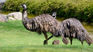 Bei den Emus kümmert sich ausschließlich der Emu-Hahn um die eigene Brut und verteidigt seine drei frisch geschlüpften Küken auch schon mal offensiv gegen Reviertierpfleger Christian Möllern. | Bild: rbb/Thomas Ernst