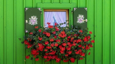 Rote Pelargonien als Fensterschmuck | Bild: Picture alliance/dpa