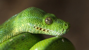 Der Grüne Baumpython besitzt in den Schuppenreihen entlang der Lippen sogenannte Labialgruben. Mit diesem Sinnesorgan kann das Reptil feinste Temperaturunterschiede wahrnehmen. | Bild: BR/Text und Bild Medienproduktion GmbH & Co. KG/David Enge