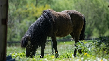 Ein Pony grast auf einer Weide. | Bild: BR/Markus Konvalin