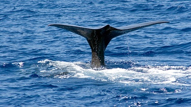 Giganten im Mittelmeer: Pottwalen auf der Spur: Abgetaucht: Die Fluke eines Pottwals ist das letzte, was man von ihm sieht, bevor er in der Tiefsee auf Jagd geht. | Bild: Blue Planet Film/BR/NDR/Heiko De Groot