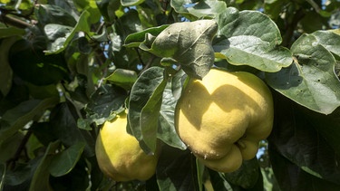 Reife Früchte am Baum | Bild: Picture alliance/dpa