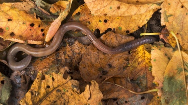 Regenwurm auf Blatt | Bild: picture alliance / blickwinkel/F. Hecker 