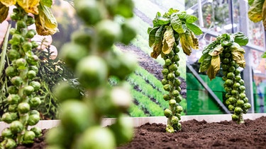 Stauden mit Rosenkohlköpfchen | Bild: Picture alliance/dpa