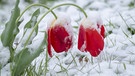 Rote Tulpen mit Schnee bedeckt | Bild: Picture alliance/dpa